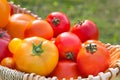 Various fresh picked organic tomatoes in a basket cose Royalty Free Stock Photo