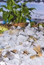 Various fresh seafood on ice exposition at the outdoor restauran Royalty Free Stock Photo