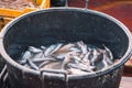 Various freshly just caught fish in a plastic black basket on a fishing wooden boat Royalty Free Stock Photo