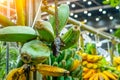 Various fruits of the banana palm tree hybrid variety come in different shapes, colors and sizes. Yellow, green Royalty Free Stock Photo