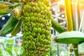 Various fruits of the banana palm tree hybrid variety come in different shapes, colors and sizes. Yellow, green Royalty Free Stock Photo