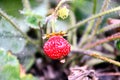 Various fruits and berries, apples, peaches, plums, grapes, strawberries growing in the garden. Royalty Free Stock Photo