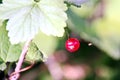 Various fruits and berries, apples, peaches, plums, grapes, strawberries growing in the garden. Royalty Free Stock Photo