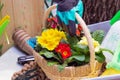 Various garden tools and decor. Household goods in a wheelbarrow trolley flowers, watering, gloves, flower pot with Royalty Free Stock Photo