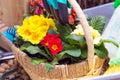 Various garden tools and decor. Household goods in a wheelbarrow trolley flowers, watering, gloves, flower pot with blooming Royalty Free Stock Photo