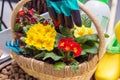 Various garden tools and decor. Household goods in a wheelbarrow trolley flowers, watering, gloves, flower pot with Royalty Free Stock Photo
