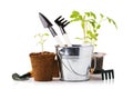 Various gardening tools with tomato and pepper seedlings isolated