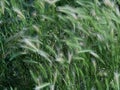 Wheat grass blowing in the breeze