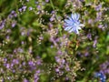 Field flowers violet white green colorfully blurred background background different grasses steppe Royalty Free Stock Photo