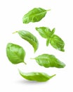 Various green basil leaves isolated on white background Royalty Free Stock Photo