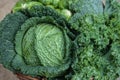 Various green cabbages in basked outdoor on daylight