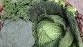 Various green cabbages in basked rotating on daylight