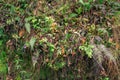 Various green forest plants nature texture background Royalty Free Stock Photo