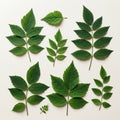 Various green leaves arranged on a neutral background. The leaves are pinnately Royalty Free Stock Photo