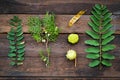 Various green nature objects Royalty Free Stock Photo