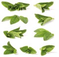 Various green peppermint