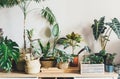 Various green plants in pots next to a wall. Indoor garden, house plants. Minimalistic Scandinavian interior. Alocasia, ficus,