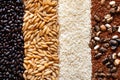 Various groats legumes, grains. Many types of cereals collected together. Agriculture and healthy eating concept. Close-up.