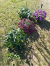 Various hanging summer flowers in flowerpots on a sunny day