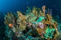 Various hard coral reef and Callyspongia sponge in Gorontalo, Indonesia underwater photo.