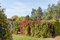 Various hedges formed with climbing plants in autumn park