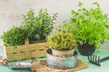 Various herbal plants for the garden