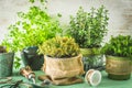 Various herbal plants for the garden or windowsill Royalty Free Stock Photo