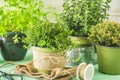 Various herbal plants for the garden or windowsill