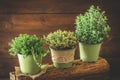 Various herbal plants for the garden or windowsill in a row on wooden background Royalty Free Stock Photo