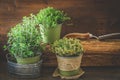 Various herbal plants for the garden or windowsill on wooden background Royalty Free Stock Photo