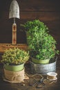 Various herbal plants for the garden or windowsill on wooden background Royalty Free Stock Photo