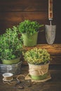 Various herbal plants for the garden or windowsill on wooden background Royalty Free Stock Photo