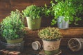 Various herbal plants for the garden or windowsill on wooden background