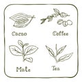 Various herbals - coffee, mate, cacao and tea