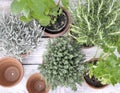 various herbs aromatic potted on a table