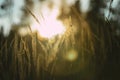 Various herbs and ears in the golden sunset light of the sun. Autumn grass with the backlight of sunlight in the evening Royalty Free Stock Photo