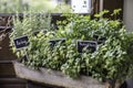 Various herbs in a flower pot, rosemary, parsley, sage, basil and others Royalty Free Stock Photo