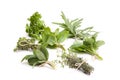 Various herbs from the garden isolated on a white background Royalty Free Stock Photo