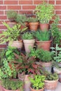 Various herbs in pots Royalty Free Stock Photo