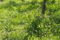 Various herbs and wild flowers composing a beautiful melliferous meadow Royalty Free Stock Photo