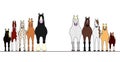 Various horses lining up in height order