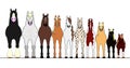 Various horses lining up in height order Royalty Free Stock Photo