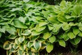 Various host in summer garden, great plant for shady spots with decorative foliage