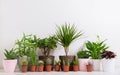 Various house plants. Collection of succulents and various types of cactus in a pots