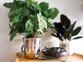 Various house plants in different pots against white wall. Indoor potted plants background with copy space. Modern room decoration