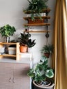 Various house plants in different pots against white wall. Indoor potted plants background with copy space. Modern room decoration Royalty Free Stock Photo