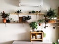 Various house plants in different pots against white wall. Indoor potted plants background with copy space. Modern room decoration Royalty Free Stock Photo