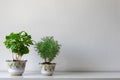 Various house plants in different pots against white wall. Indoor potted plants background with copy space. Royalty Free Stock Photo