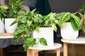 Various houseplants like pothos or prayer plant in flower pots on side tables Royalty Free Stock Photo
