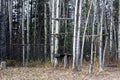 Various hunting game poles setup at a campsite Royalty Free Stock Photo